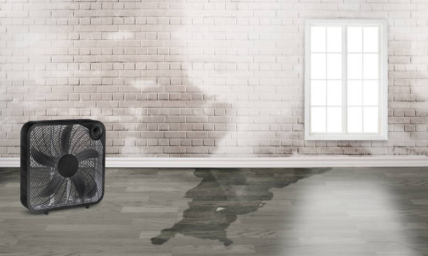 Best Flood restoration services  in Enon, OH